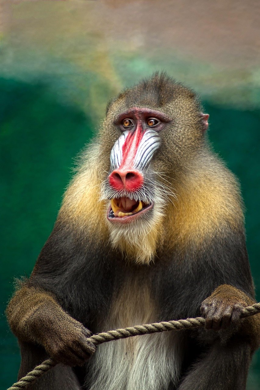 바바 | 개코원숭이 | 다양한 종류의 개코원숭이